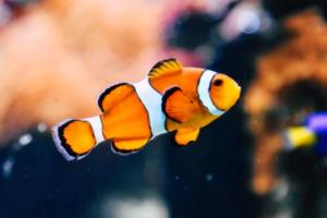 人民出行共享電動(dòng)車發(fā)展火爆的原因分析